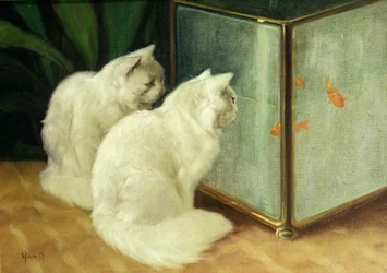 Chats blancs regardant des poissons rouges