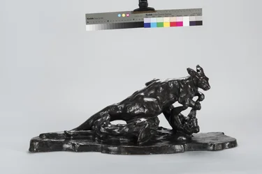 Kangourou et chien