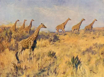 Une troupe de girafes