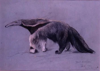 Grand Fourmilier