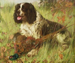 Springer spaniel avec faisan