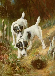 Terriers chassant le lapin