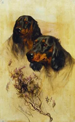 Deux Setters Gordon
