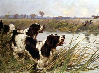 Deux springers chassant des canards colverts