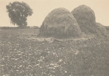 Les meules de foin, Ipswich, c. 1894 (photo)