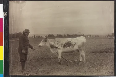 Vache - Welser Schecke