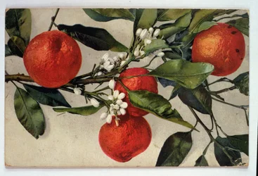Oranges, carte postale