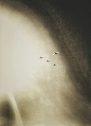 Des oiseaux planant dans le ciel