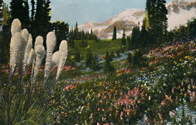 Herbe à paniers indienne poussant dans le parc national du mont Rainier, vers 1916