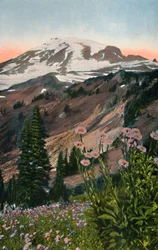 Asters violets dans le parc national du mont Rainier, vers 1916