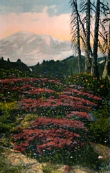 Bruyère pourpre poussant sur le mont Rainier dans le parc national du Mont-Rainier, vers 1916