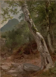 Un sycomore, Plaaterkill Clove (Le sycomore, Kaaterskill Clove)