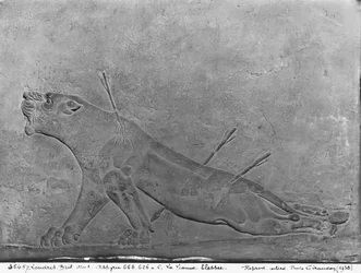 Lionne blessée, détail d