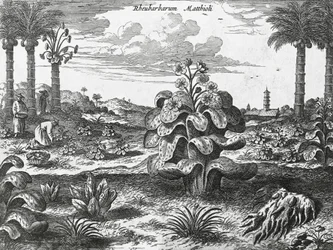 Plante de rhubarbe