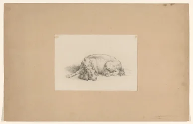 Chien couché