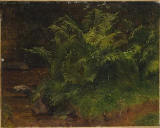 Étude de fougère