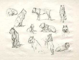 Étude de Chiens