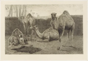 Chameaux