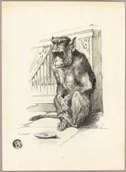 Singe mendiant