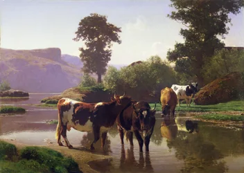 Bétail près d