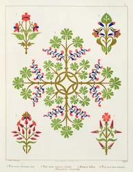 Motif de rose, design de papier peint, imprimé par M. et N. Hanhart