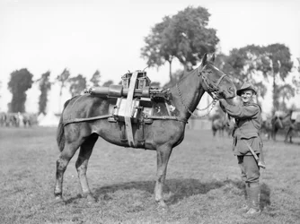 Un soldat australien, conducteur F W Stephenson, 2e bataillon de mitrailleuses australien, avec un cheval de bât chargé d