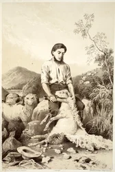 Tonte des moutons, de L