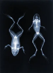 Photo radiographique précoce de grenouilles par Joseph Maria Eder, 1896 (photogravure)