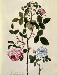 Botanique : Rose à cent feuilles (Rosa centifolia) Planche tirée de « Medicinalium secundum Linnaei digestarum » par Joseph Jacobi Plenck (1735-1807) 1788-1803 Collection privée