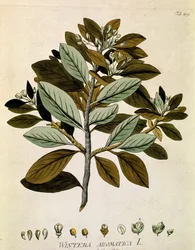 Botanique : Écorce de Winter (Wintera aromatica) Planche tirée de « Medicinalium secundum Linnaei digestarum » par Joseph Jacobi Plenck (1735-1807) 1788-1803 Collection privée