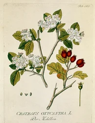 Botanique : « aubépine épineuse » (Crataegus oxycantha) Planche tirée de « Medicinalium secundum Linnaei digestarum » par Joseph Jacobi Plenck (1735-1807) 1788-1803 Collection privée