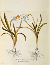 Botanique : « Narcisse jaune ou trompette » (Narcissus pseudonarcissus) Planche tirée de « Medicinalium secundum Linnaei Digestarum » par Joseph Jacobi Plenck (1735-1807) 1788-1803 Collection privée