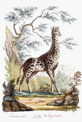 Girafe, 1794