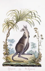 Kangourou, 1794