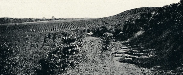Cafezal, 1895