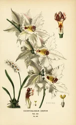 Orchidée Oncidium alexandrae, Odontoglossum crispum. Chromolithographie d