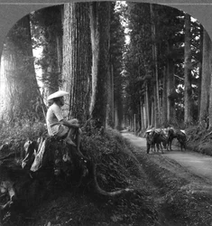 La route sacrée vers Nikko, Japon, 1905