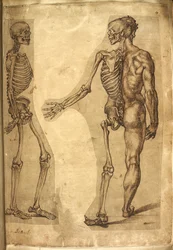 Add. 5259, f.19, Squelette humain et demi-figure, tiré de « Divers dessins anatomiques d