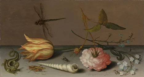 Une tulipe, un œillet, une branche de myosotis, avec une coquille, un lézard et une sauterelle, sur un rebord, une libellule en vol