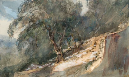 Paysage : Arbres aux troncs noueux