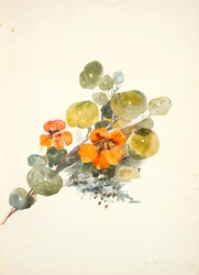 Capucines