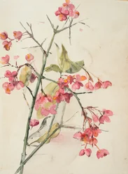 Fleurs roses
