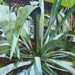 Agave d