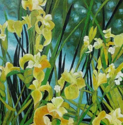 Des iris d