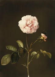 Une rose gallica avec un bourdon