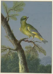 Verdier