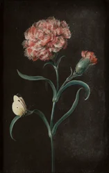 Ensemble de quatre natures mortes avec papillons