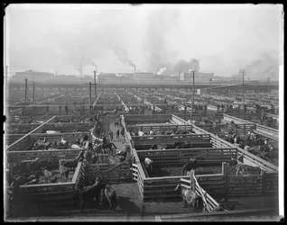Parcs à bestiaux aux Union Stock Yards, Chicago, Illinois, USA, c.1900