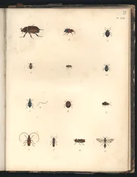 Coléoptères et guêpes, pl. XXII, illustration tirée de « Recueil d