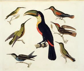 Oiseaux indigènes, y compris le toucan (centre), Amazonie, Brésil, de 